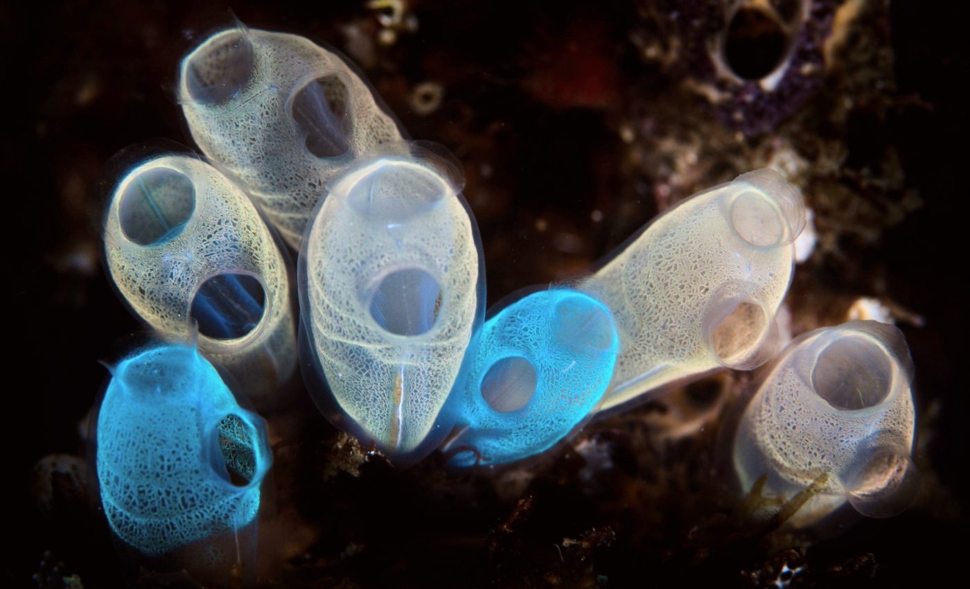 These creatures eat, excrete, and transform microplastics into a much bigger threat