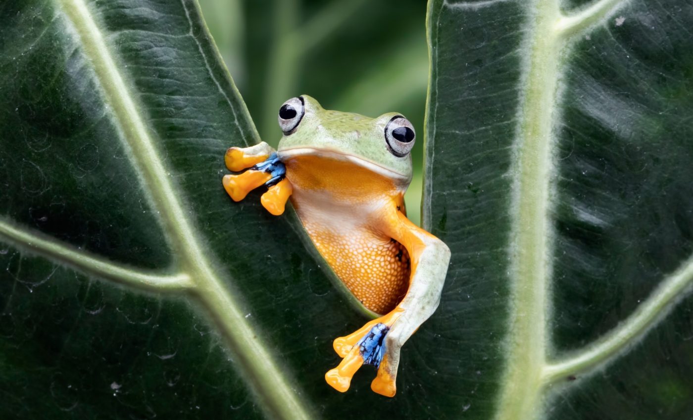 International plant trade is spreading invasive species and pests