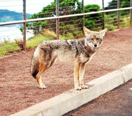 View,Of,Wild,Coyote,In,San,Francisco