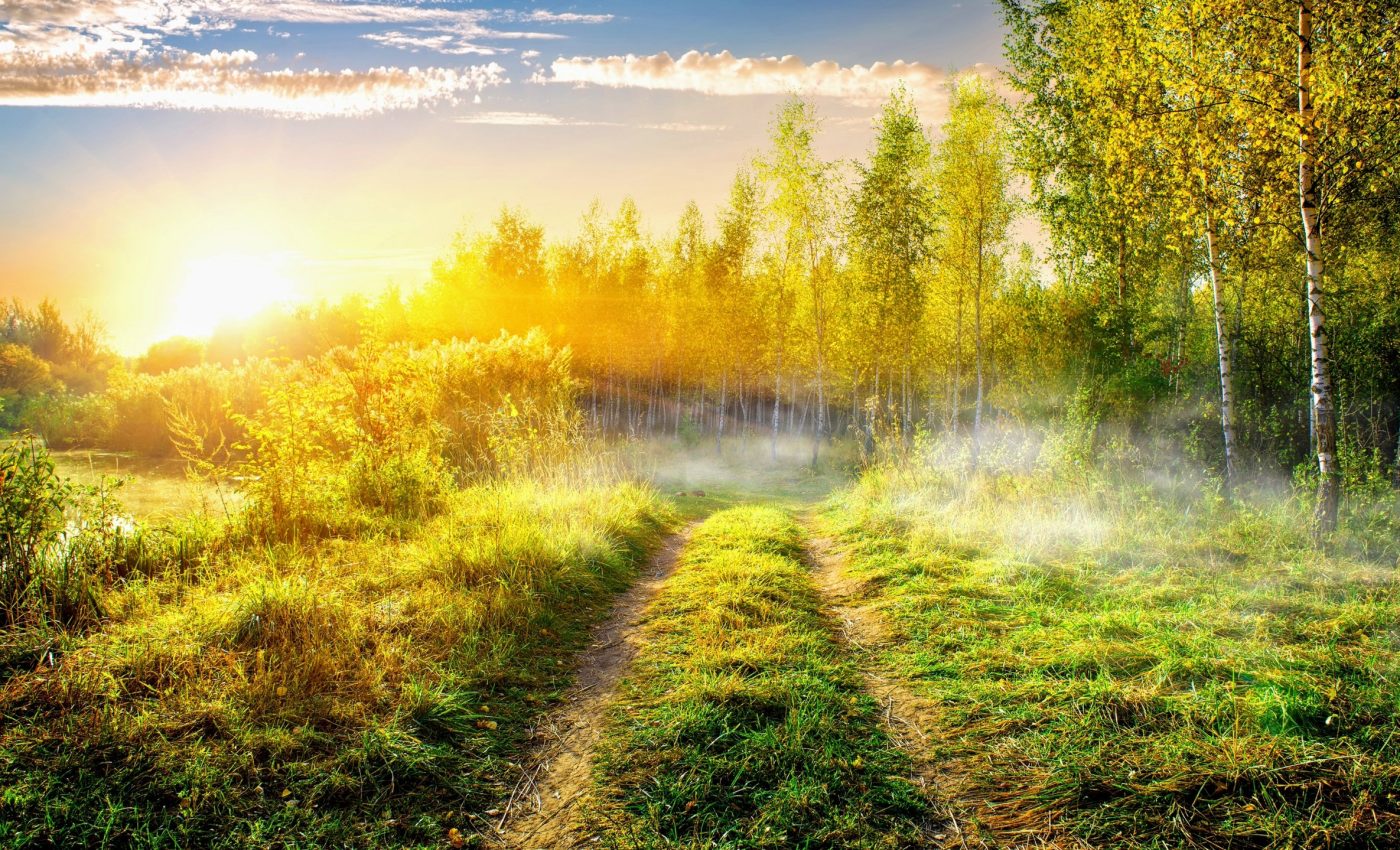 Climate warming alters plant germination and disrupts ecosystem balance