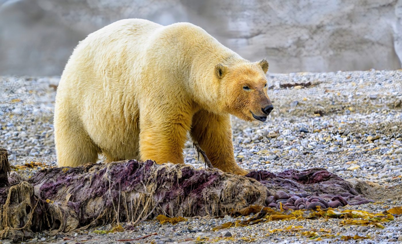 Astonishing glacier retreat in the Arctic signals climate disaster