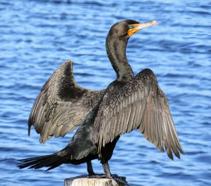 2025/01/anhinga-cormorant.jpg