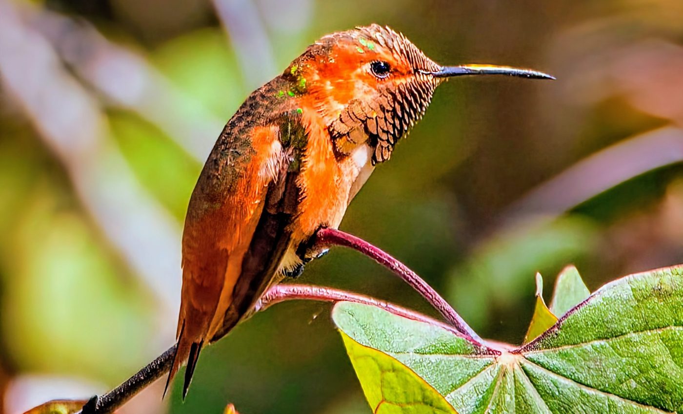 Hummingbirds have an incredible strategy to survive food shortages
