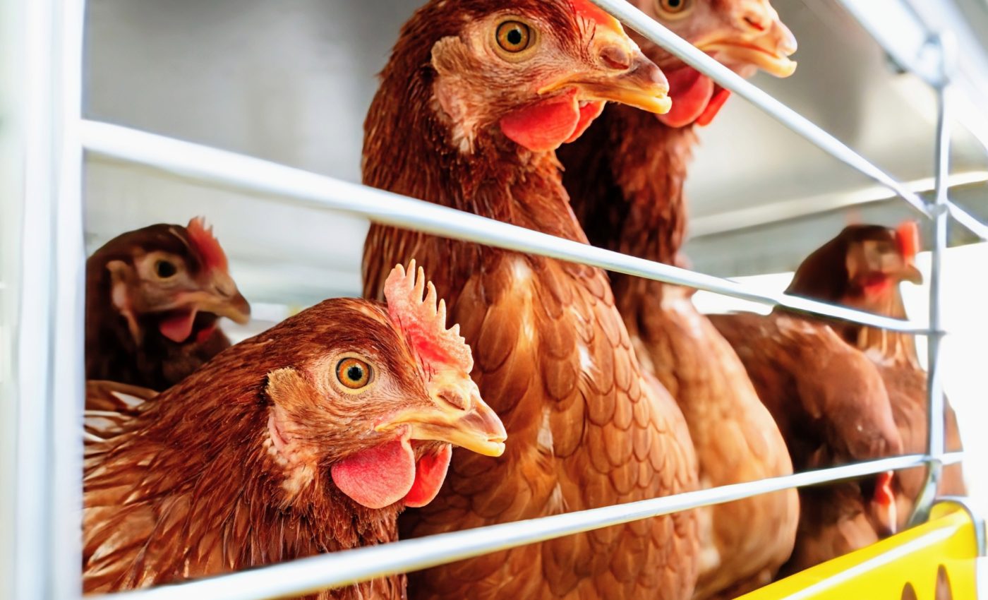 Bird flu outbreak has killed 20 million chickens in the U.S.