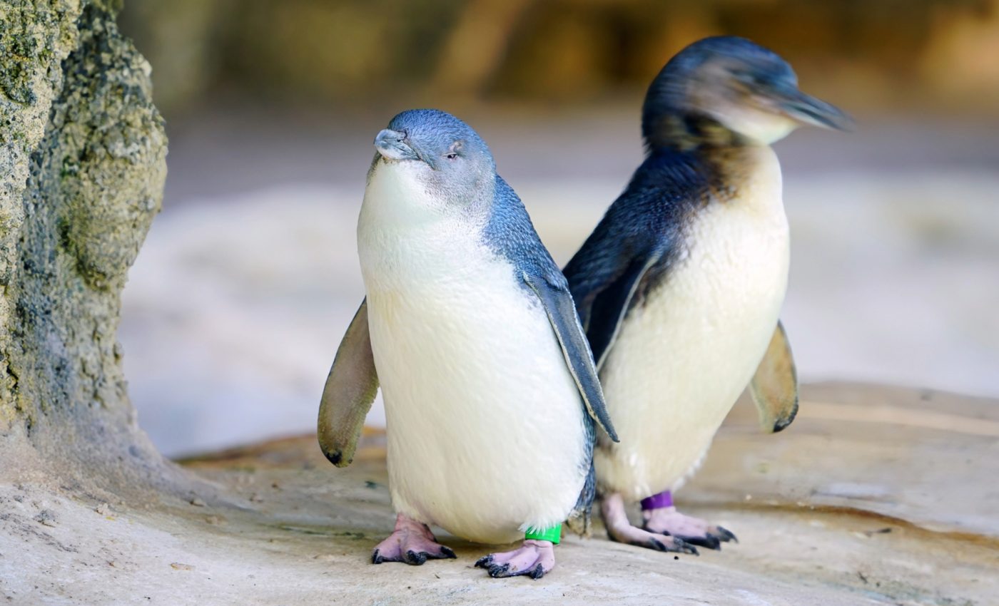 Little penguins divorce their partners after bad breeding seasons