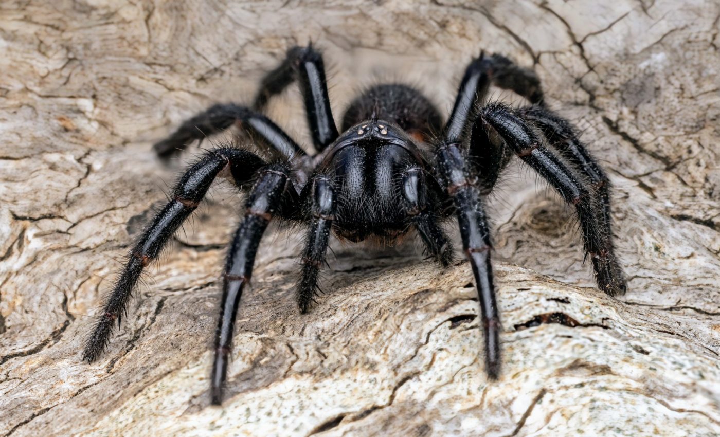 Australia's deadliest spider is actually three different species