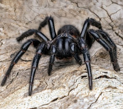 2025/01/funnel-web-spider.jpg