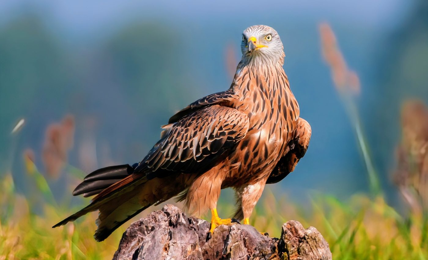 Birds of prey in medieval times survived on human scraps rather than hunting