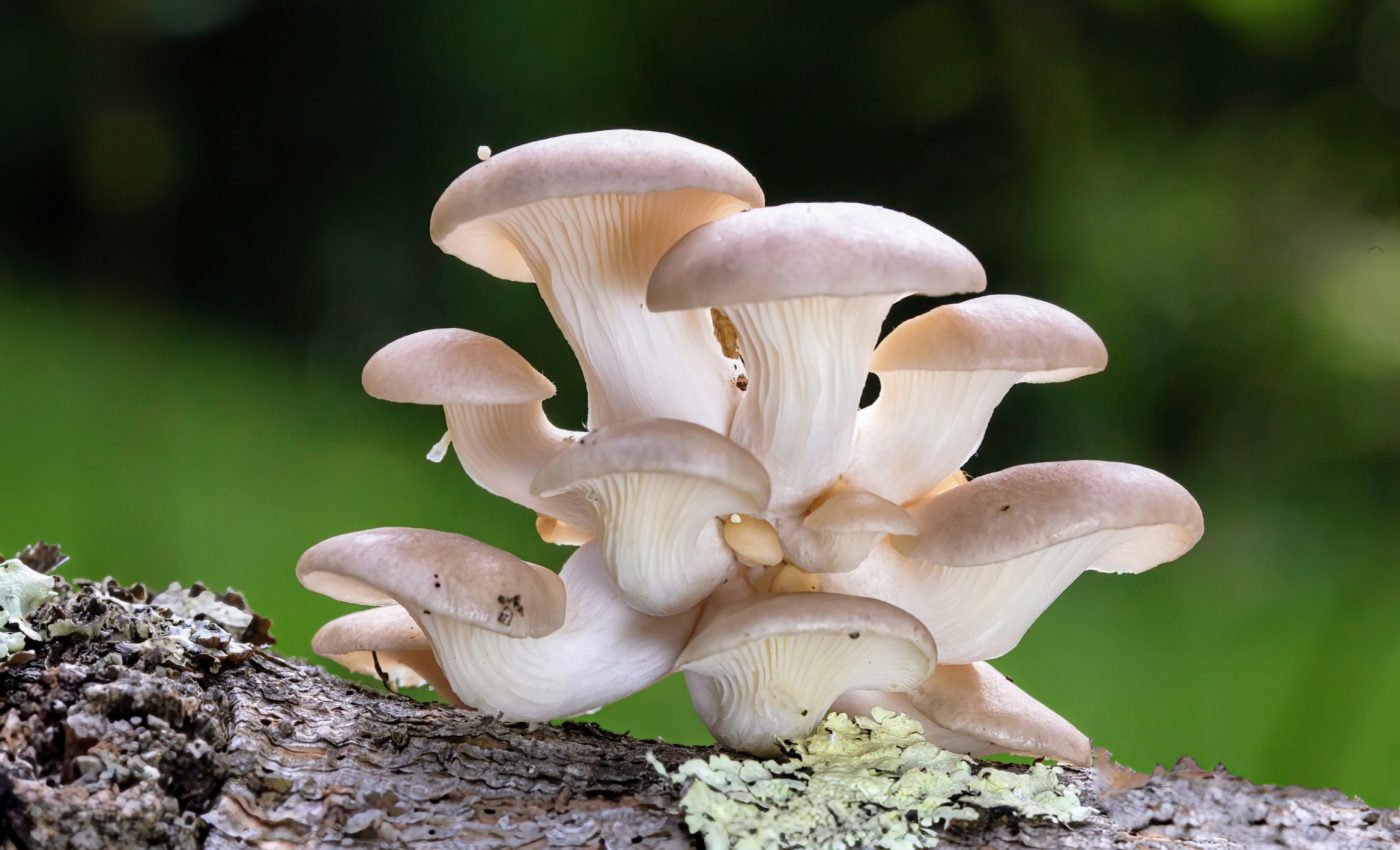 Mushroom compound  linked to better health and longer life