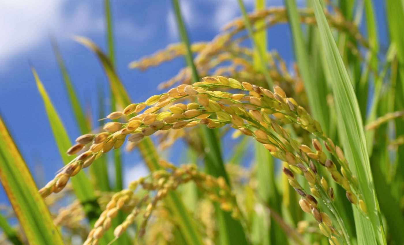 Tiny molecule could shape the future of food security