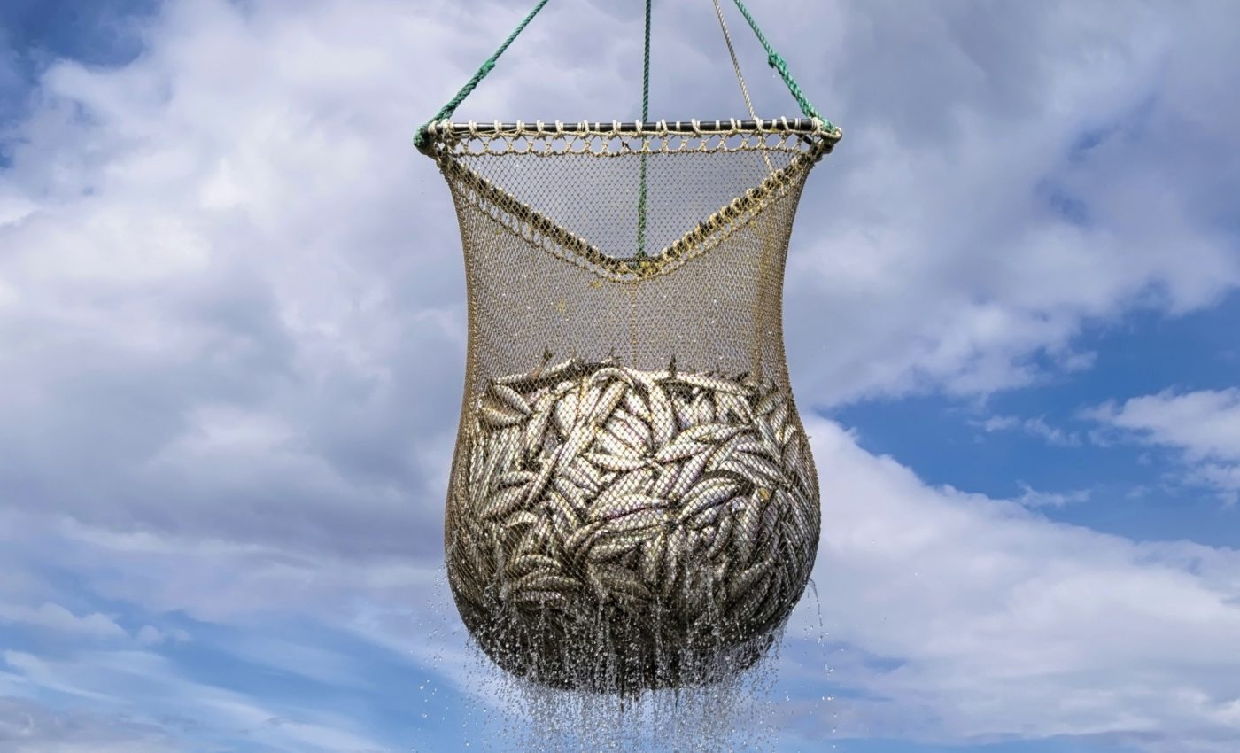 Small fish species are the 'big catch' of the future