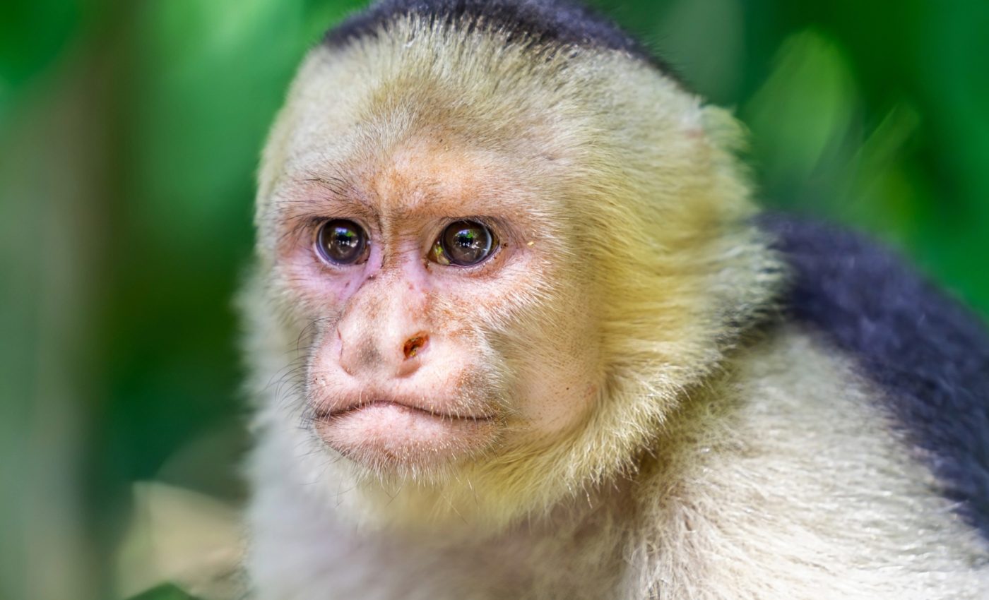 Stress helps capuchin monkeys survive in extreme weather 