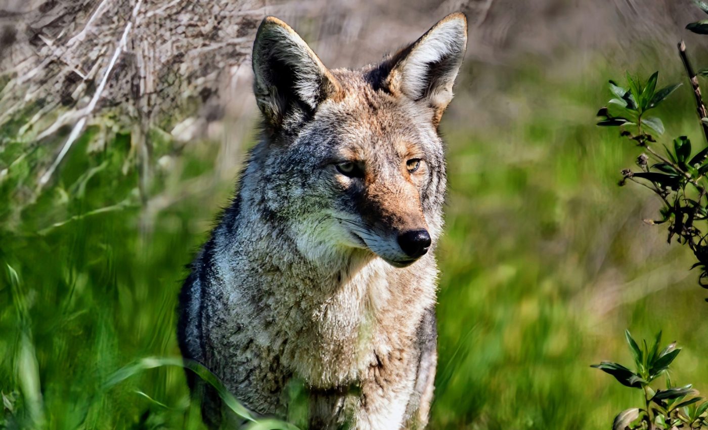 Urban coyotes have developed a taste for human food