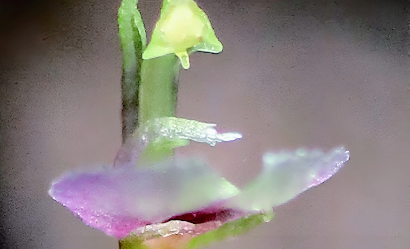 Some orchids have 'fingers' to pollinate themselves