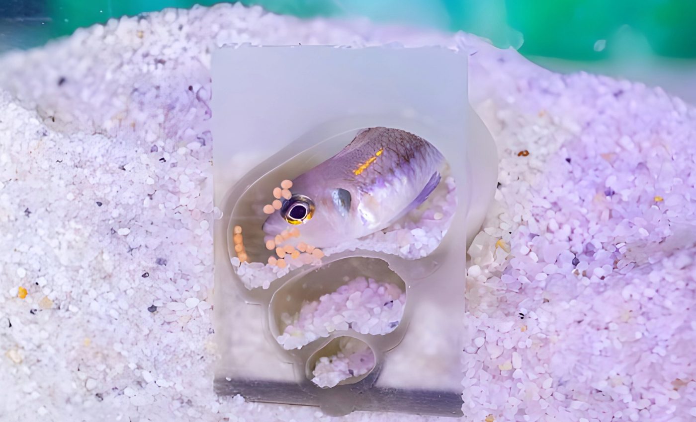 Fish leaving home: How cichlids perfectly time independence