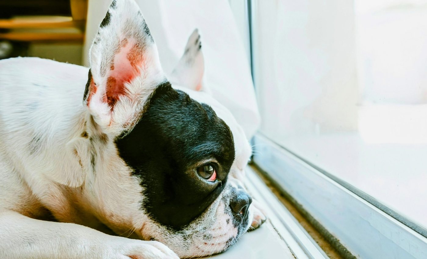Dogs suffer from the January blues, just like humans