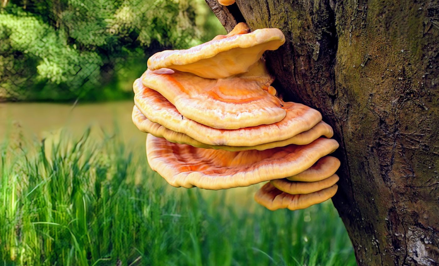 First total synthesis of mushroom compound could transform medicine