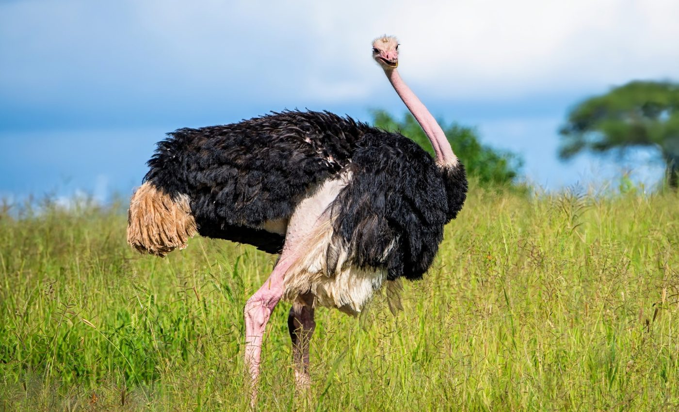 Climate mitigation strategies may be endangering biodiversity