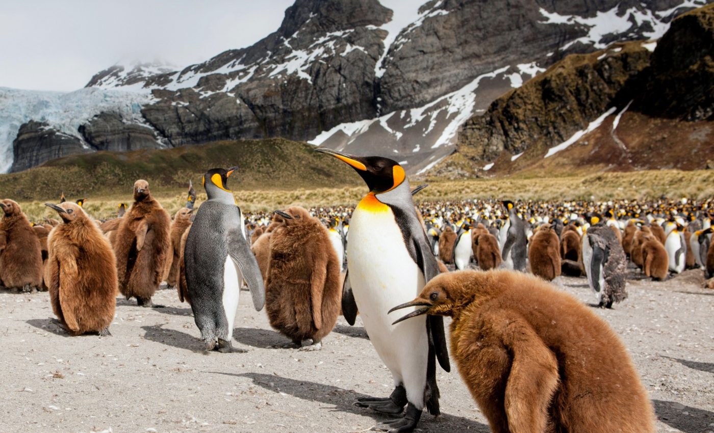 World's largest iceberg may crash into a wildlife sanctuary