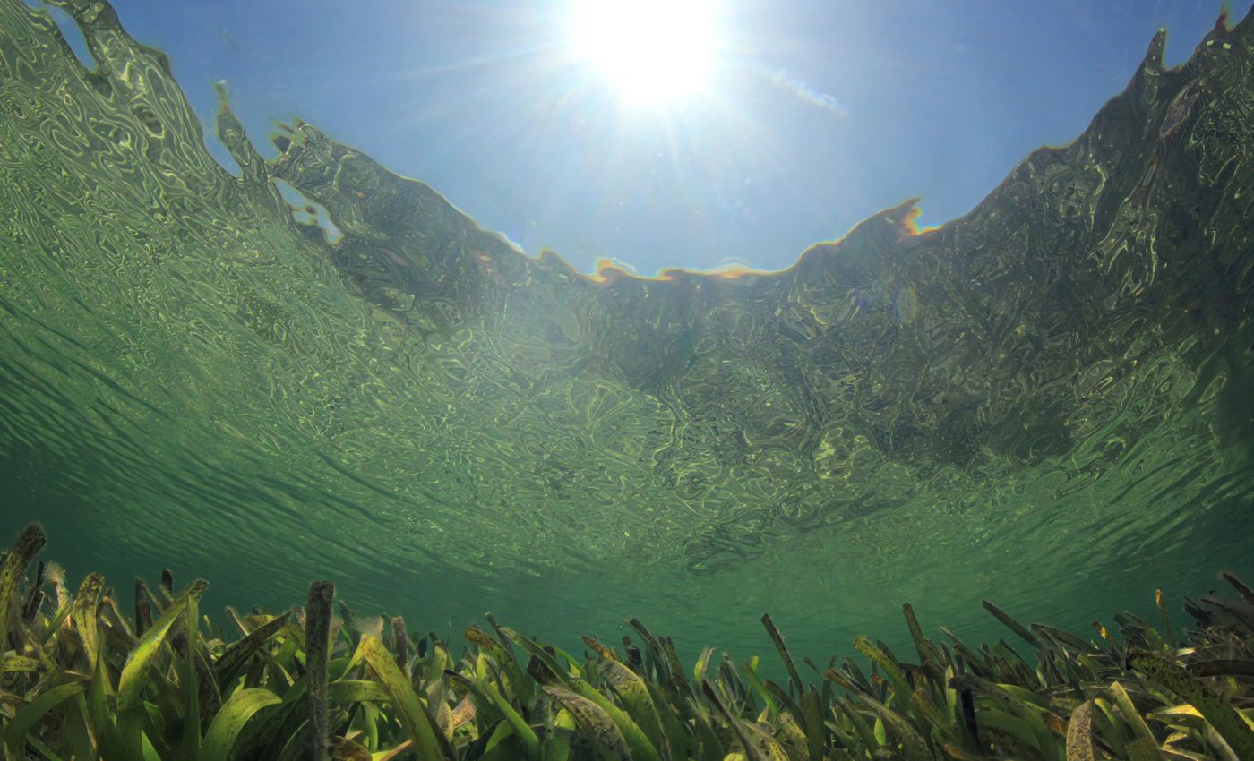 Natural climate solutions: Enhancing the role of seagrass meadows