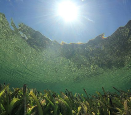 2025/01/Seagrass-climate.jpg