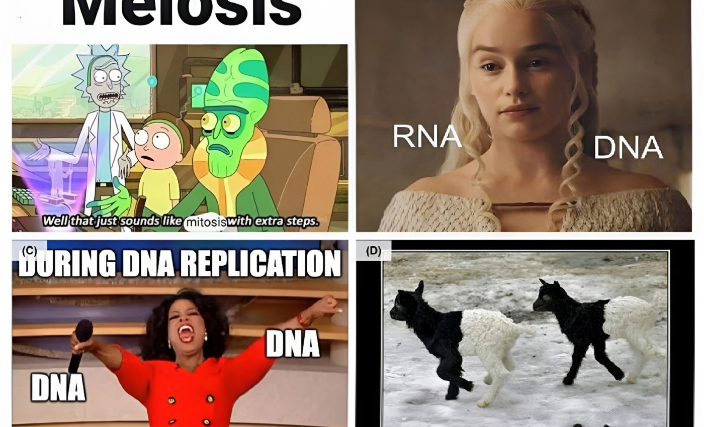 Memes help students learn science and boost engagement