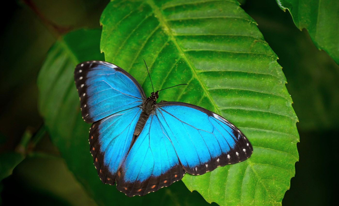 Climate action and biodiversity: Striking the right balance