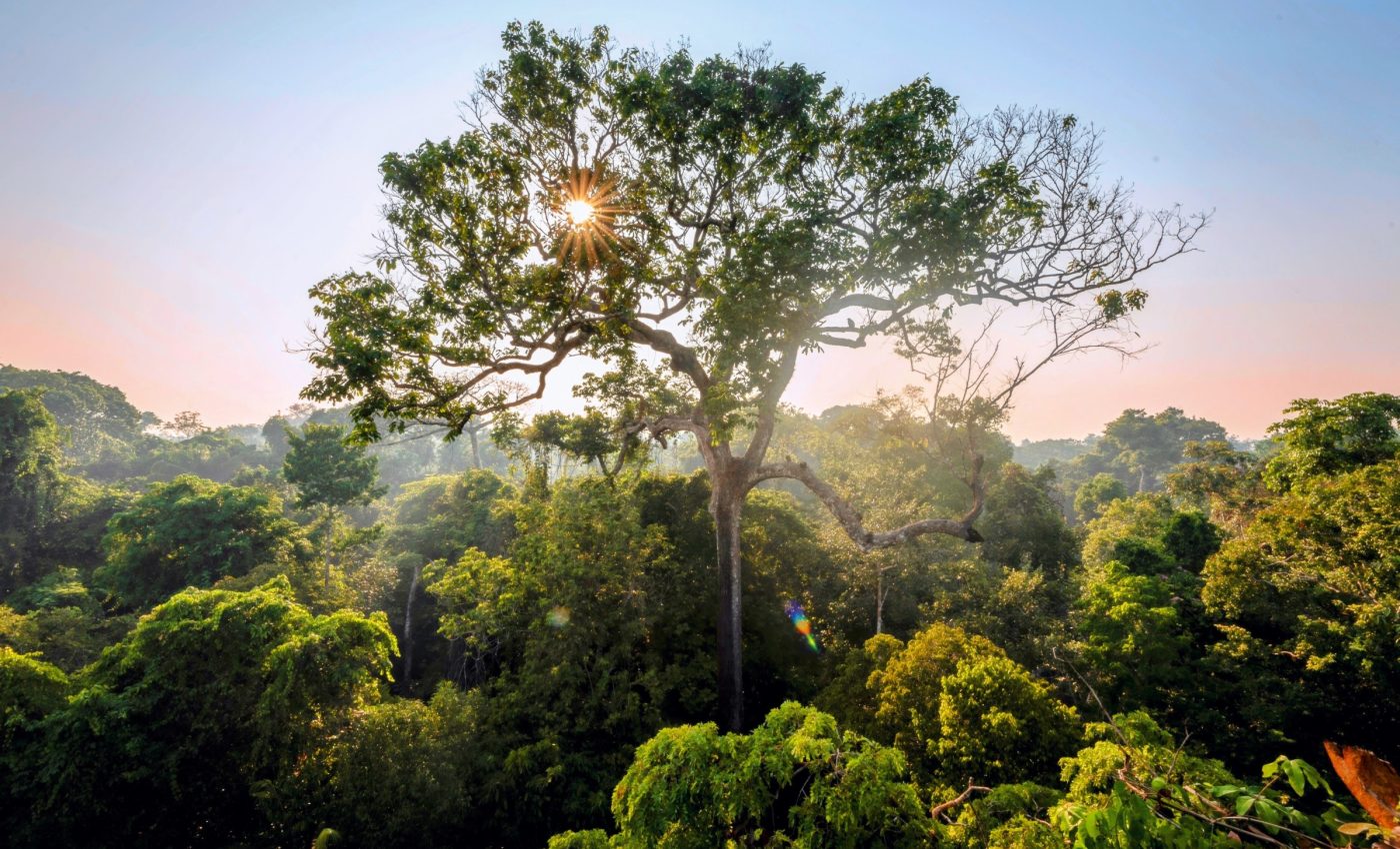 Genetic legacy of the Brazil nut tree has been altered by human activity