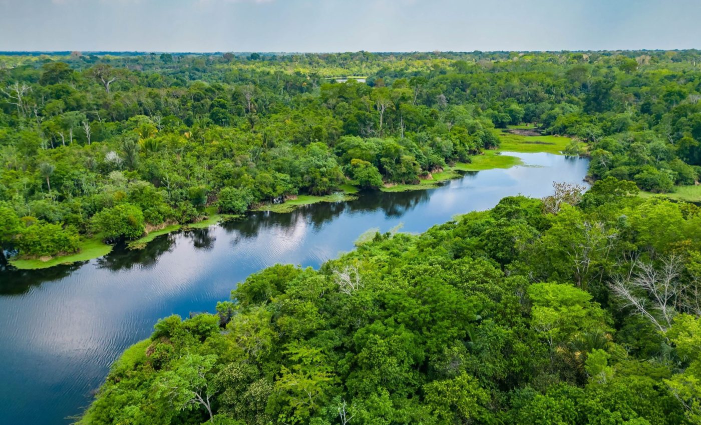 Rainforest trees use rivers as highways for migration