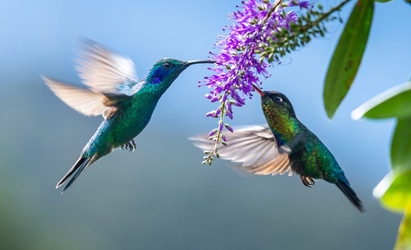 Hummingbird flower mites use static electricity to travel