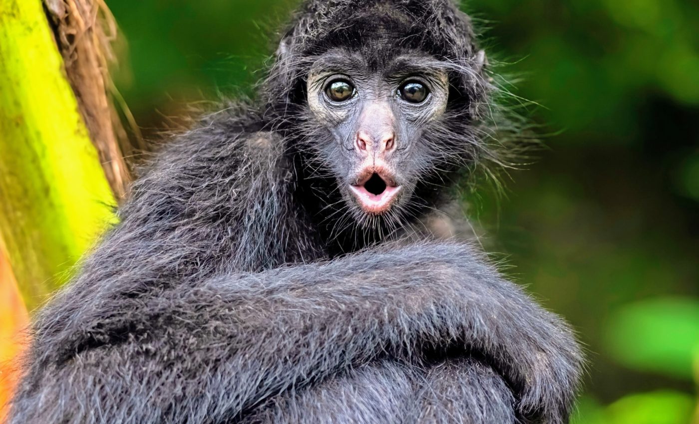 Cold shocks in the Amazon: How do wild animals respond?