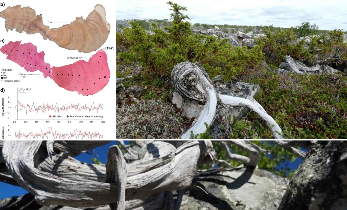 Tiny shrub holds the record for Europe's oldest tree