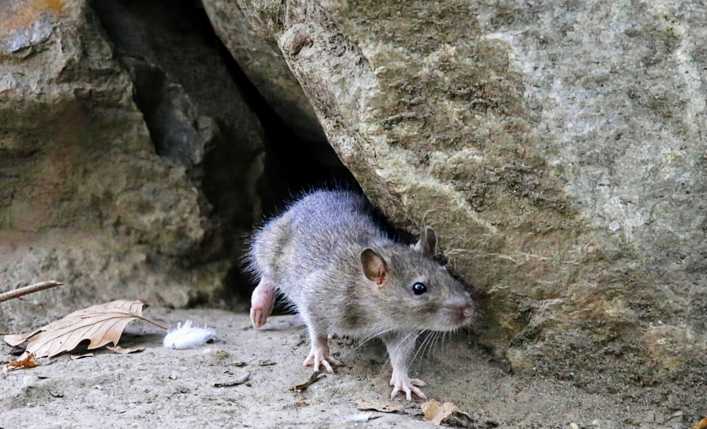 Rat populations are increasing in cities as temperatures rise
