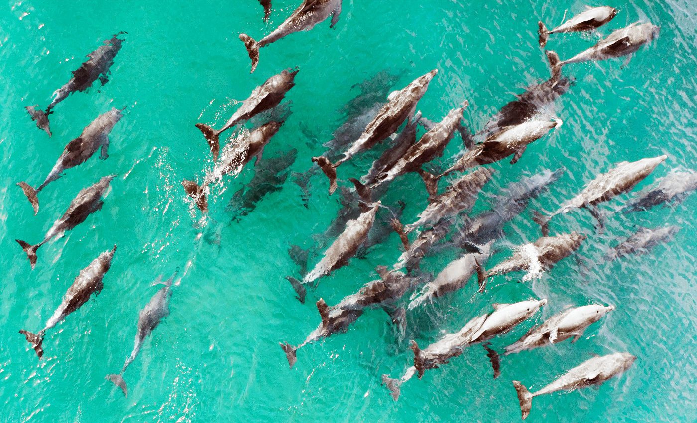 'Super pod' of over 1,500 dolphins captured in stunning drone footage