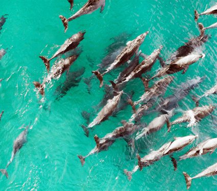 2025/02/dolphins_super-pod_1500-members_1m.jpg