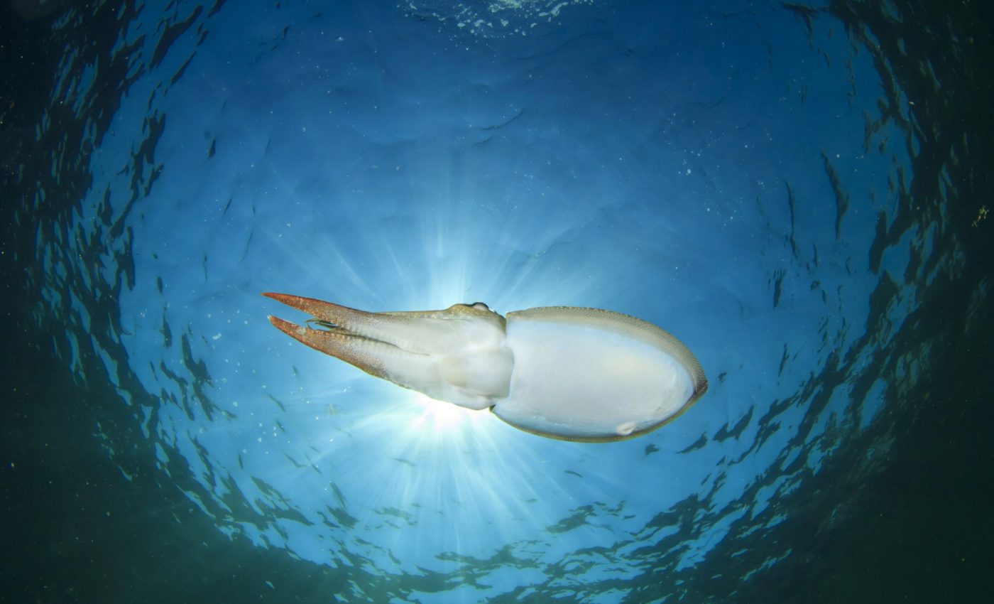 Climate change is draining nutrients from the ocean's surface