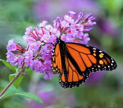 2025/02/Butterflies-monarch-.jpg