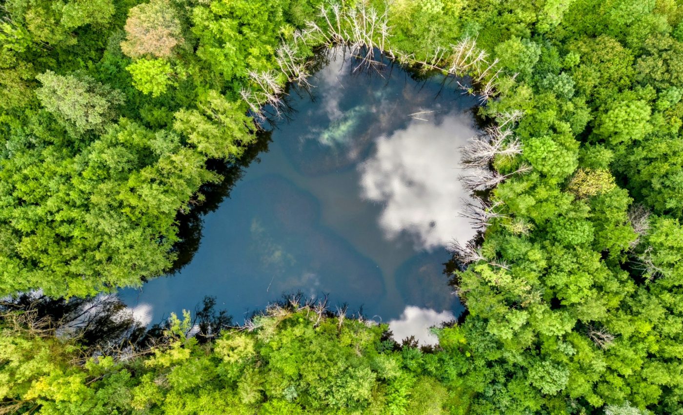 Smarter climate models: How plants influence the water cycle