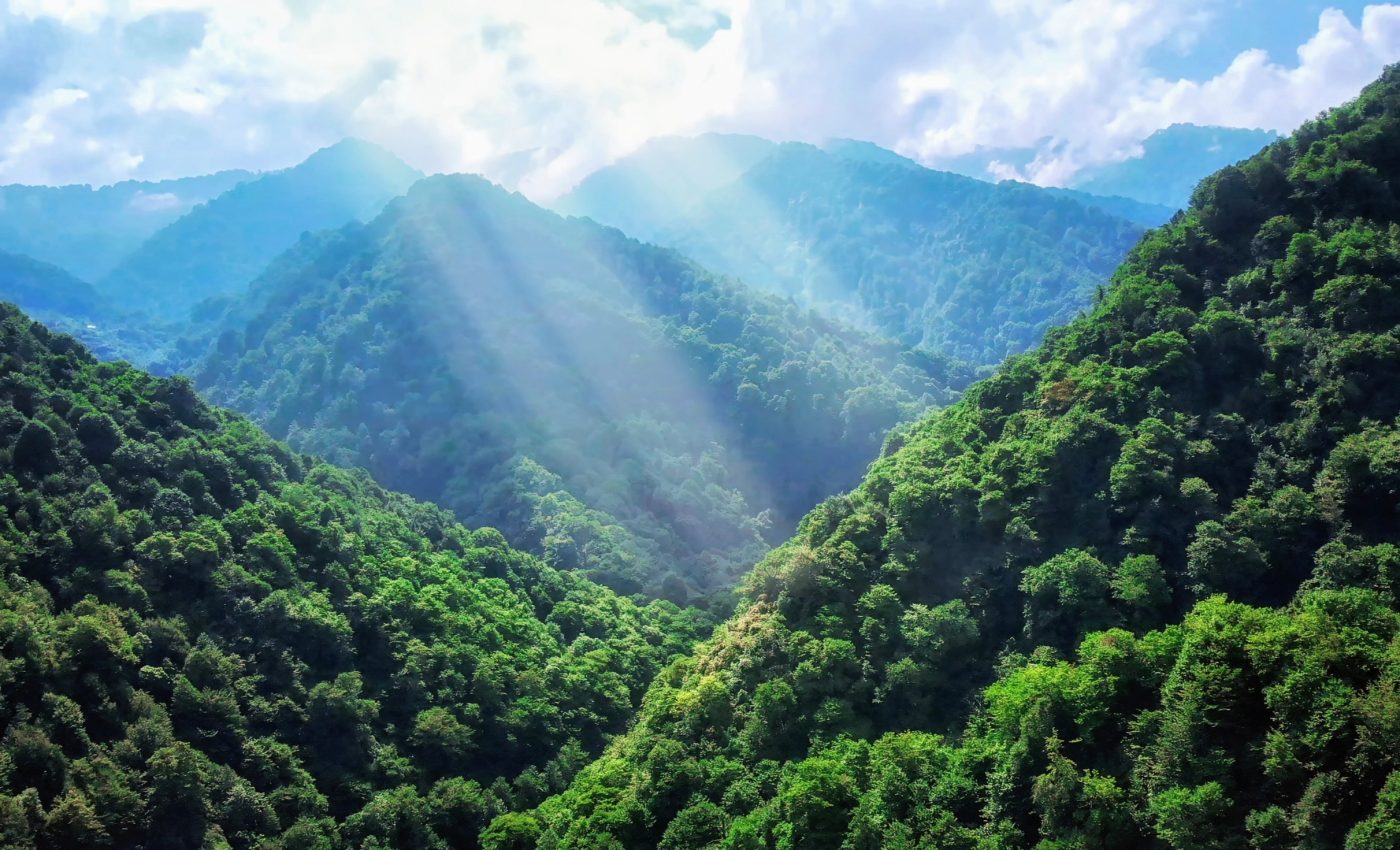 2020 was Earth’s greenest year in two decades - here's why