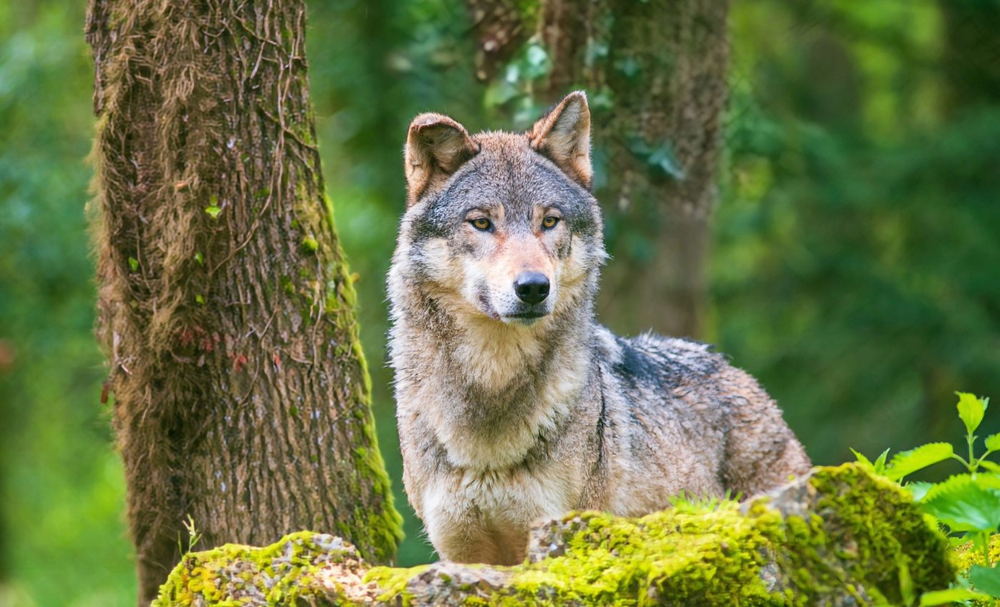 Wolves are rebuilding forests and restoring ecosystem balance in Yellowstone