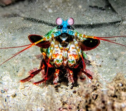 2025/02/Mantis-shrimp.jpg