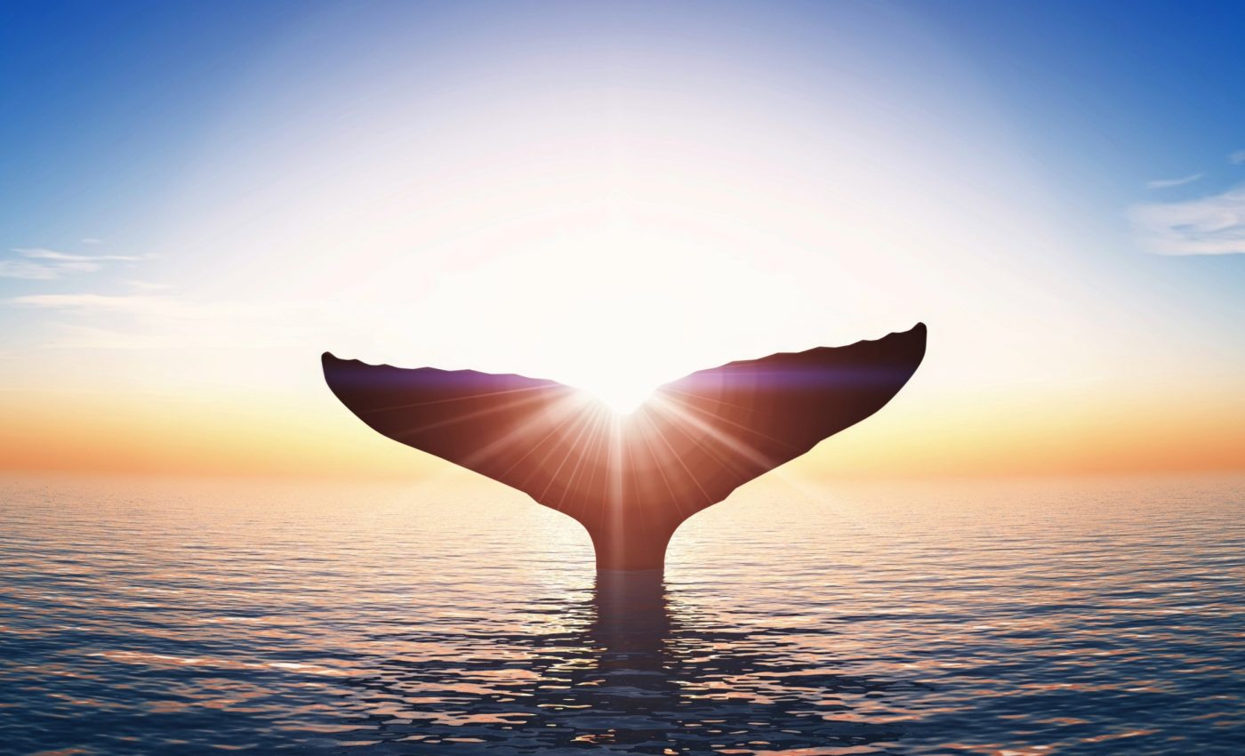 Whale poop is a natural fertilizer that keeps the ocean alive