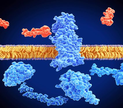 Glp-1,Receptor,,Inactivated,And,Surrounded,By,An,Agonist,(semaglutide,,Red)