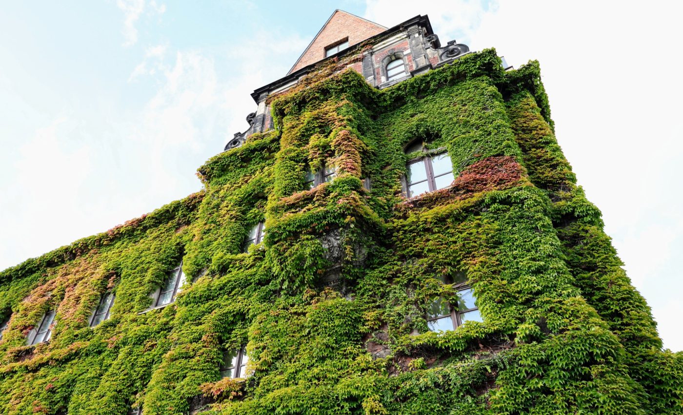 Green walls cool cities and create urban habitats