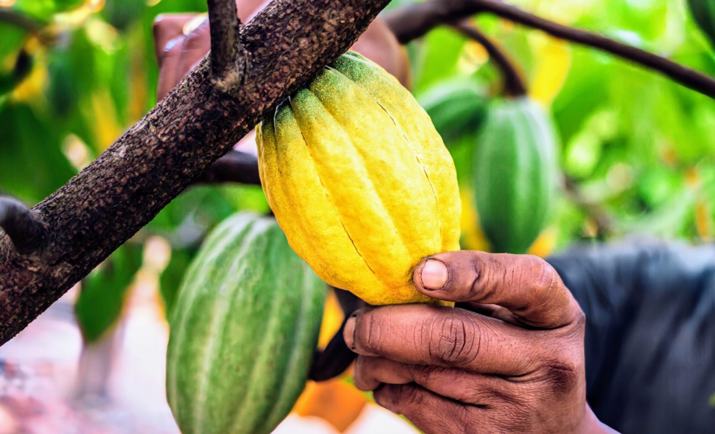 Cocoa production in Africa is under extreme climate pressure 