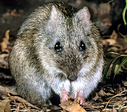 2025/02/Gilbert-potoroo.jpg