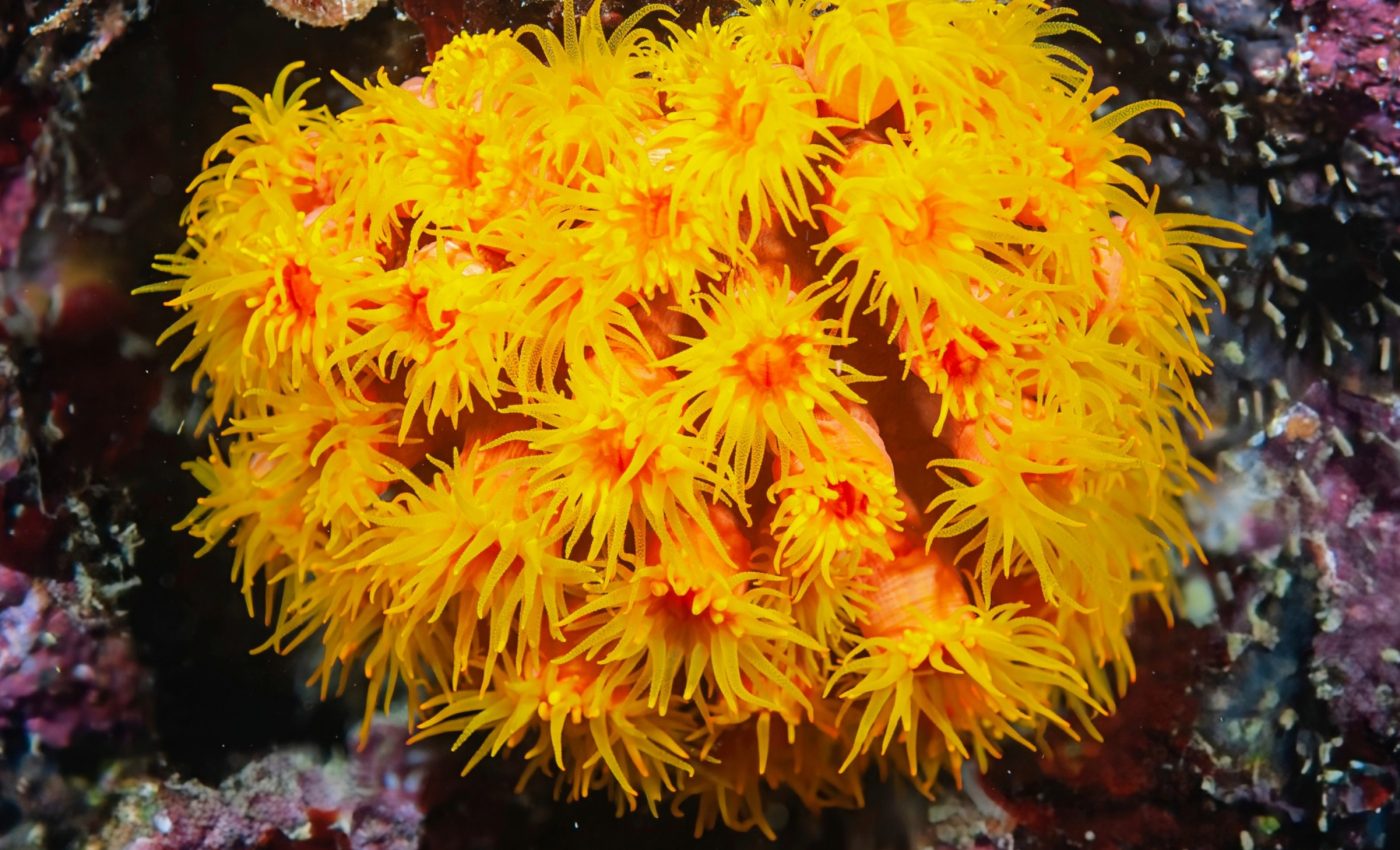 Scientists discover how microplastics accumulate in coral reefs