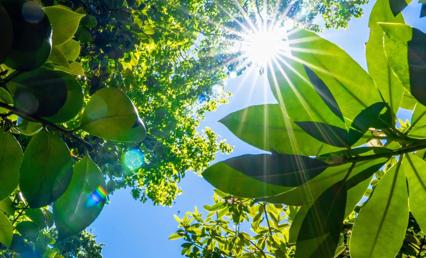 How plants adapt to survive a changing climate