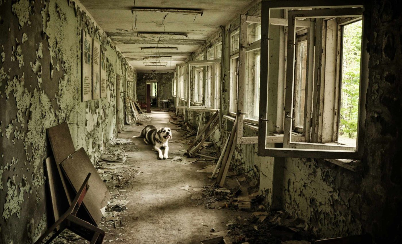 Chernobyl dogs carry unexpected genetic characteristics