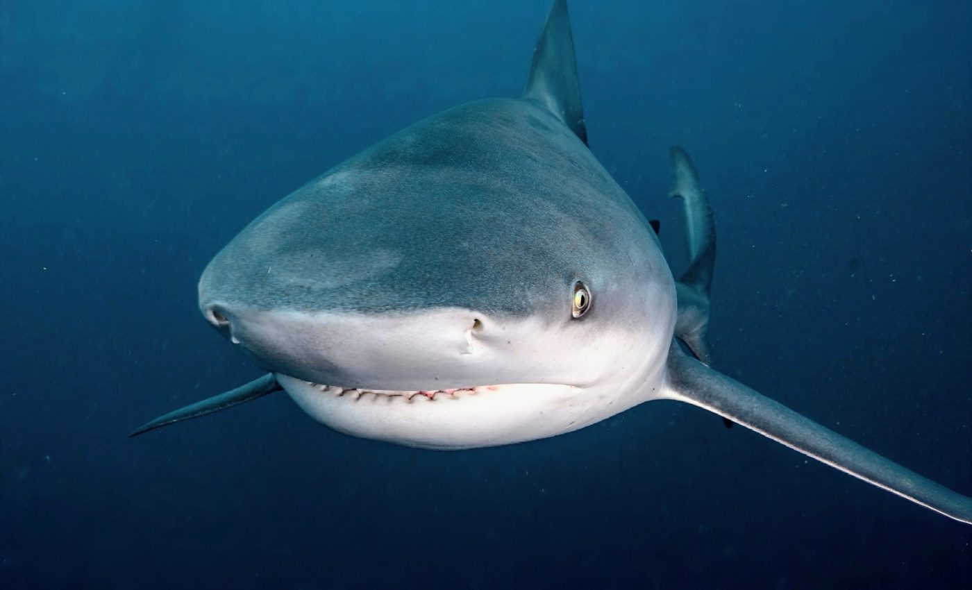 Unprovoked shark attacks dropped to record low in 2024